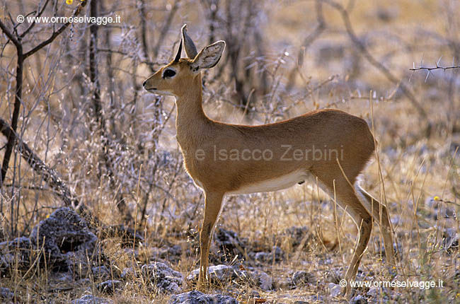 Steenbok 89-25-08